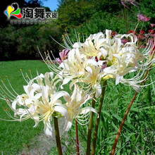 淘舞 彼岸花种球 曼陀罗花 庭院盆栽 石蒜花种球 花卉种子四季种植 白公主