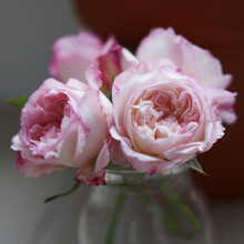 月季花苗 经典植物大花灌木庭院四季开花绿植盆栽花卉月季玫瑰花苗 极光咏叹调  小苗