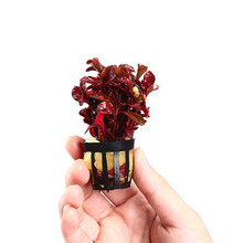 鱼缸造景活体水草红波沉木水族箱装饰用品 红波