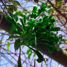 千芳阁攀爬植物 油麻藤 紫藤炮仗花苗 攀援花卉凌霄花围墙花爬藤植物 绿色炮仗花5年苗当年开花 不含盆
