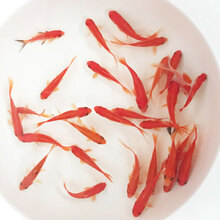 易萌 金鱼活体冷水鱼观赏鱼水族宠物活体鱼红草金鱼淡水鱼苗 5-6cm 12条