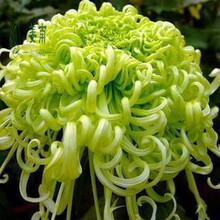 瑞天园艺 菊花苗菊花大苗四季花卉盆栽植物菊花保证颜色当年开花 蓝贵宾 绿芙蓉