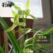 刘阁兰花 兰花苗 建兰矮种 金荷 四季兰花草 现带浓香花苞出售绿植花卉 此项观音素，一颗4苗连体