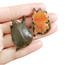 小甲鱼苗王八苗活体乌龟中华鳖水鱼苗外塘龙鱼活体饲料 4-6克20只