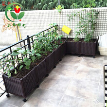 沃绣 二豆园艺 特大阳台种菜盆 家庭菜园 加深种植箱 长方形花盆 屋顶花槽 花架  特大蔬菜种植箱 加深五联长195 宽39 高37 大