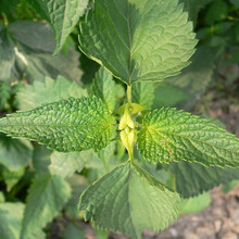 寿禾 食用藿香种子种苗种籽香草苗霍香籽藿香正气草冬季阳台四季春季盆栽 绿植花卉 藿香种子3g（1gx3包）
