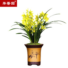 华香园兰花【黄金美人】建兰四季兰  浓幽香型 不带花苞 办公室内盆栽鲜花多肉耐阴绿植 黄金美人 1棵3苗 不带花苞 裸根不带盆