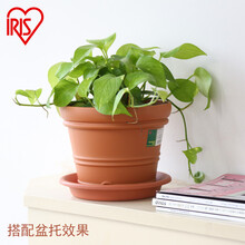 爱丽思 彩色树脂仿陶花盆 多肉盆栽植物花卉绿植绿萝兰花月季盆加厚圆形室内阳台庭院办公室种植盆 9号米白