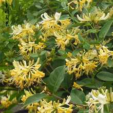 红色金银花盆栽黄色金银花树苗阳台庭院攀援爬藤植物花卉 黄色金银花5年苗花瓣可泡茶 不含盆