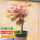 中国红枫60至80厘米高10棵