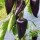 紫妃尖椒种子 100粒