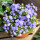 紫苑A级 重瓣