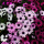 紫色 南非万寿菊20粒
