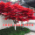 树形优美红枫树3厘米粗1米4左右