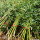 四季青竹1.5公分粗好活10颗耐寒