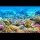 彩色珊瑚和鱼