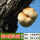 猴头菇木头种-3袋【可种900斤木