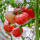 普罗旺斯番茄 秧苗6棵