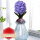 紫色风信子种球+菱形玻璃瓶
