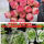 大帕粉玫瑰【2-3厘米】7颗 不含盆