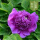 大粽紫M-4