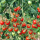 红千禧苗3棵+红珍珠苗3棵
