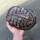 半斤龟【约11-12cm】