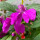单瓣紫色凤仙花种子