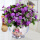 康乃馨紫5+欧盆