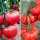 大粉番茄+马蹄番茄苗各6棵 +1包