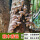 香菇木头种-1袋可种300斤木头