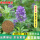 【紫花苜蓿种子包衣】1斤