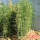早园竹1.5厘米粗度5棵
