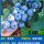 【中苗】精品蓝莓奥尼尔 50-60cm+送肥料 保