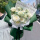 【绿野仙踪】11朵苏格兰绿玫瑰