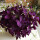 紫色三叶草10个种球