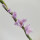 紫色剑兰花苞8支 总长70CM左右
