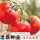 老品种西红柿150粒