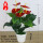 红掌盆栽+大盆（白色）