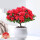 红色杜鹃花+竖条陶瓷盆