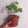 红藤直径7-10cm(塑料盆)无叶 带盆种好