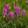 光叶紫花苕种子【毛苕种子】500g