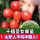 【豐衣足食】千禧番茄6棵收藏肥