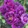 紫袍玉带8年苗 当年开花