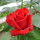 红玫瑰中苗买2送花肥
