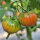 草莓番茄苗 12棵 口感型番茄