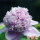 紫蓝魁【3-5分支】当年开花