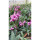 澳洲香水石斛紫蝶带花