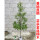 金丝楠木高度70-90厘米杯苗1