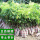 10棵冰荔树苗50-60厘米高